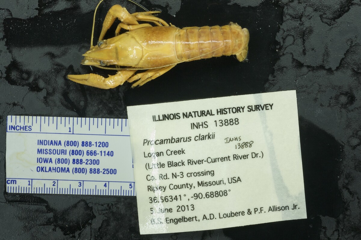 Procambarus clarkii image